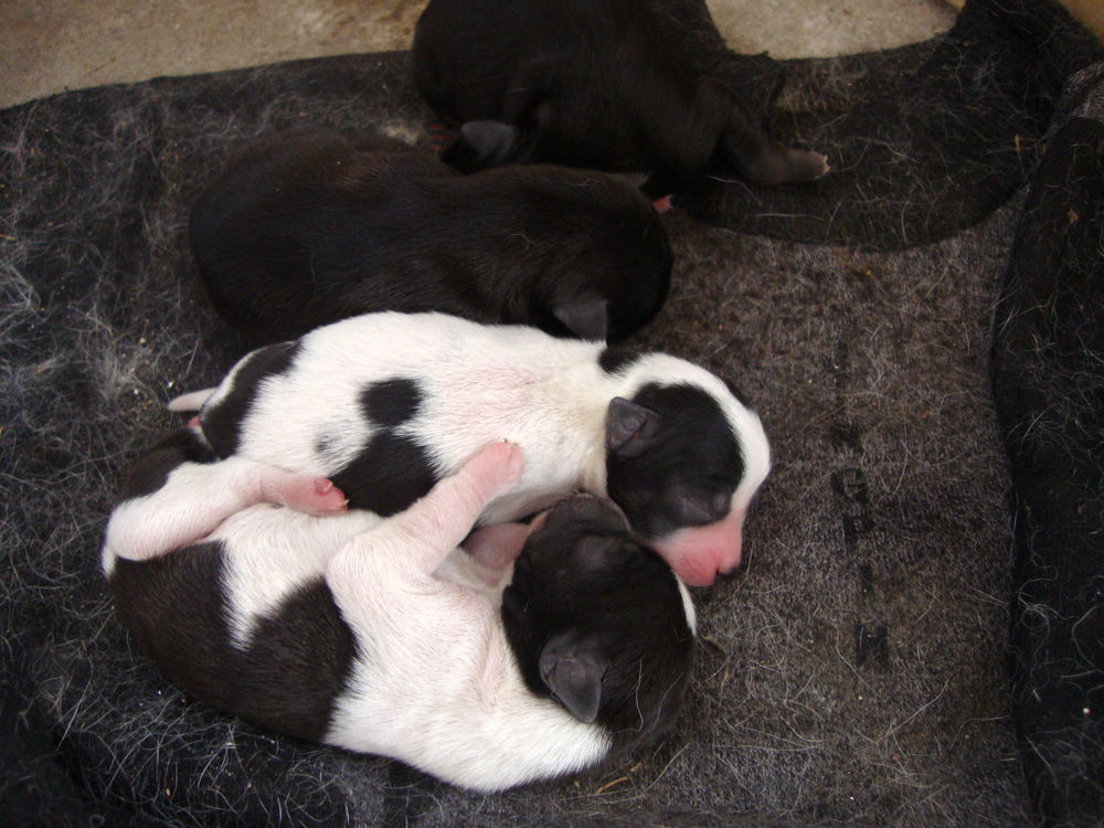 14、老家的小狗，眼睛还没有睁开