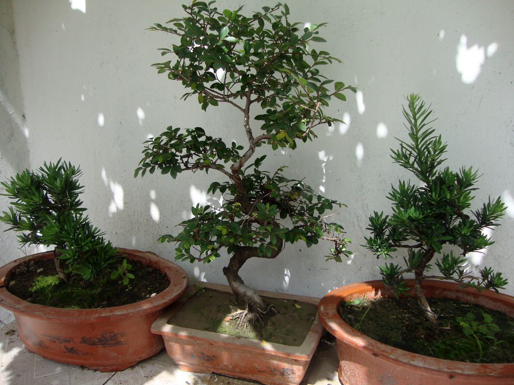 15、父亲的盆景