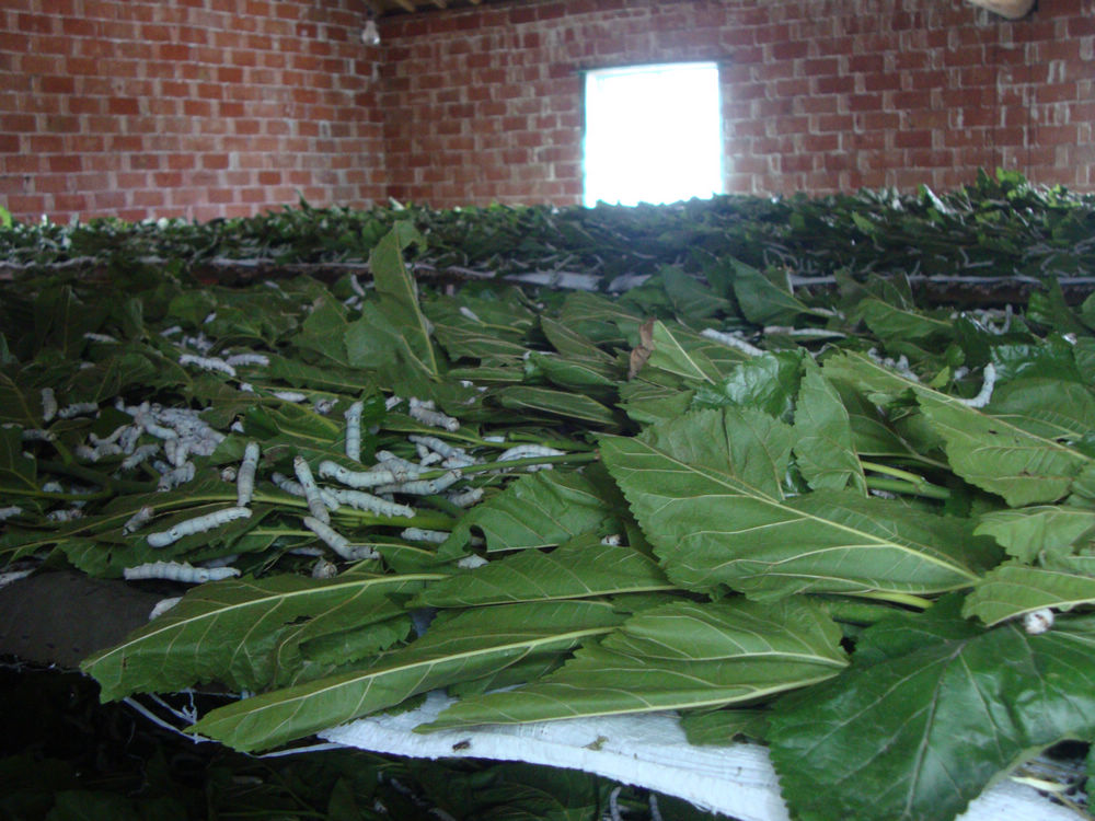 16、父亲养的蚕