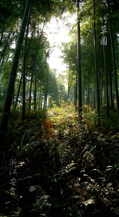 竹草图.jpg
