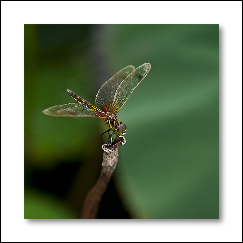 蜻蜓2(w).jpg