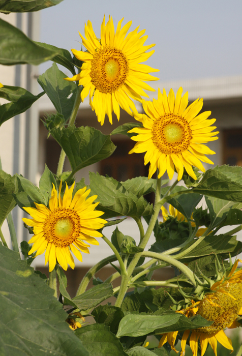 《　向　日　葵　》二