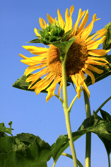  《 谁 是 主 角 ？ 》