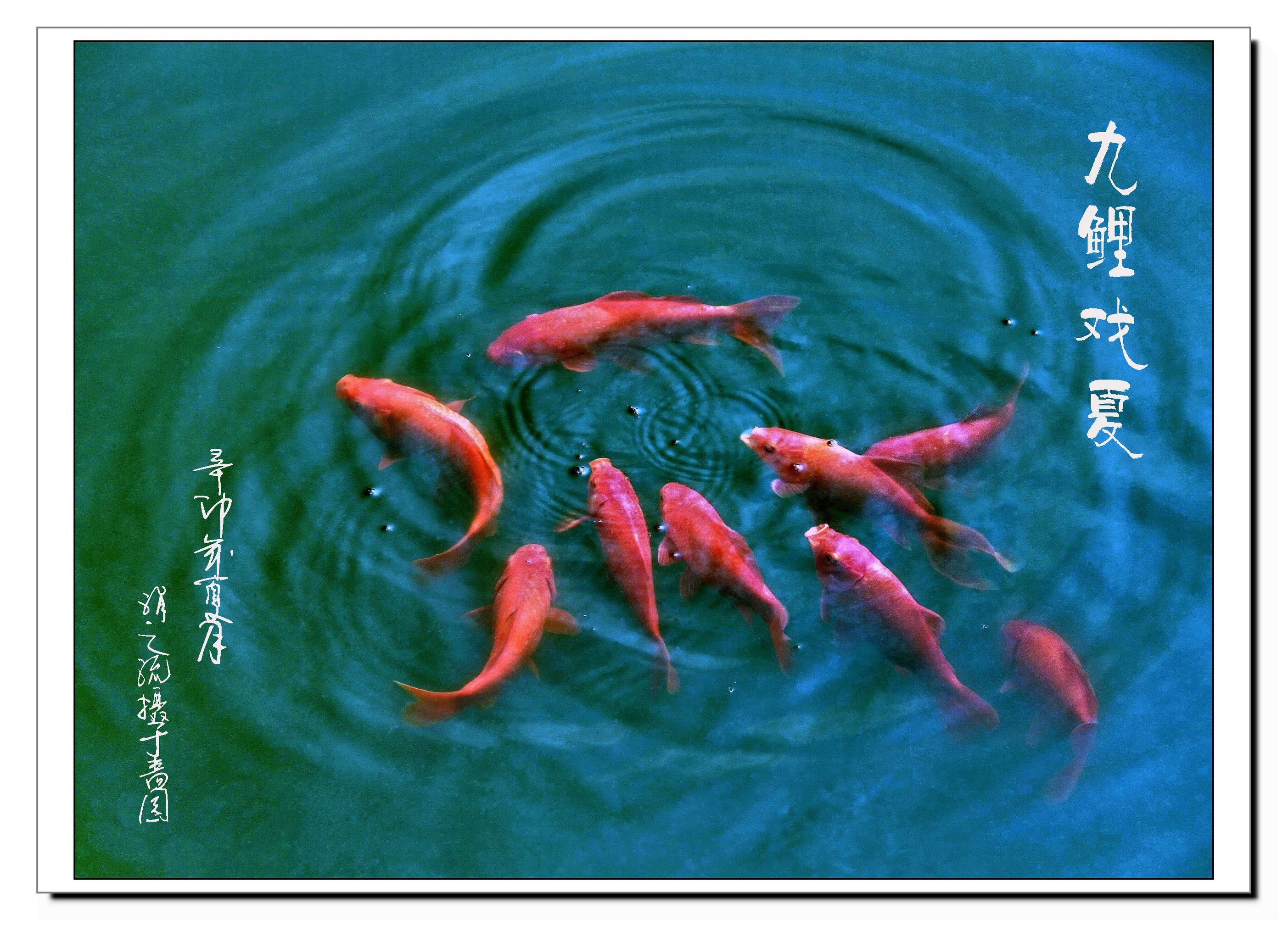 复件 (2) 九鲤图.jpg