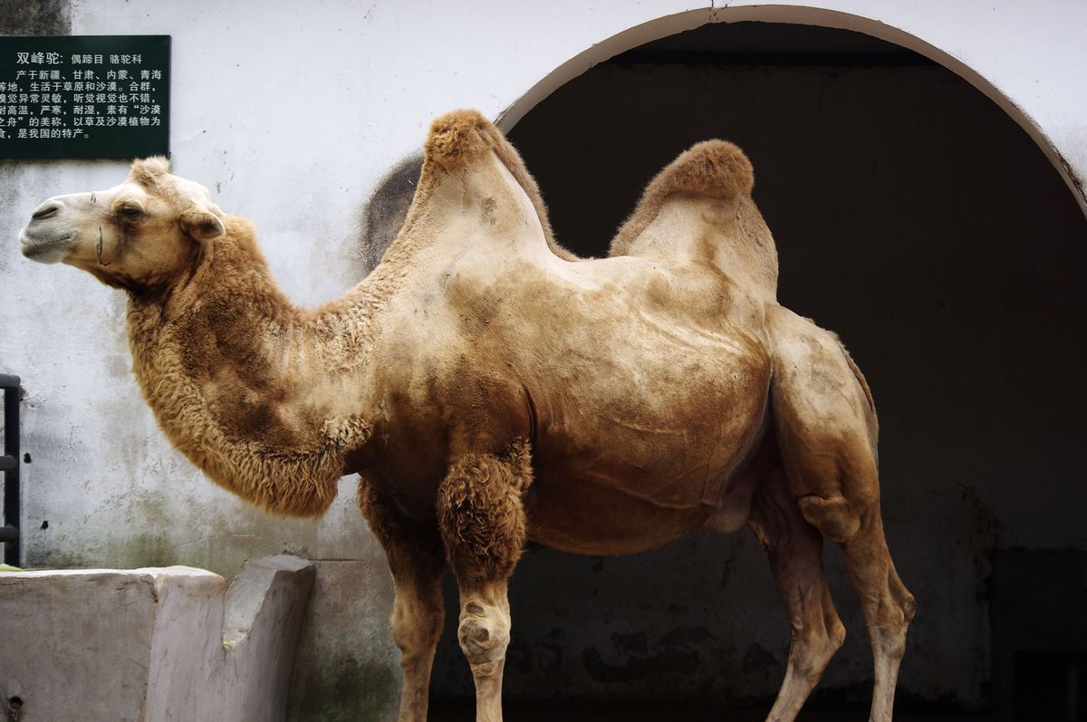 骆驼.jpg