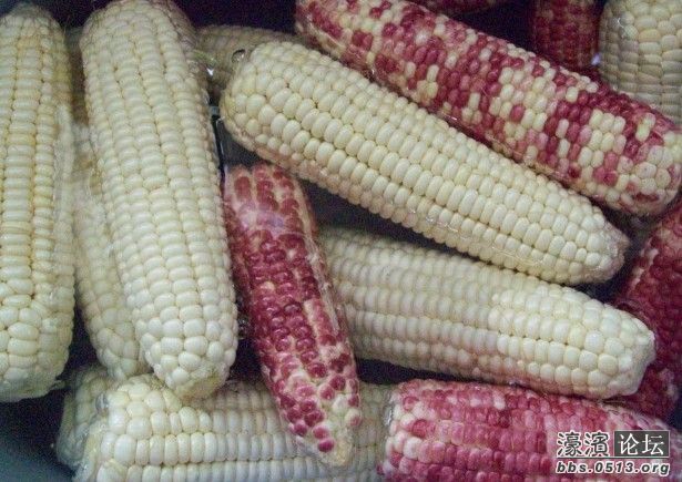 煮玉米1.jpg