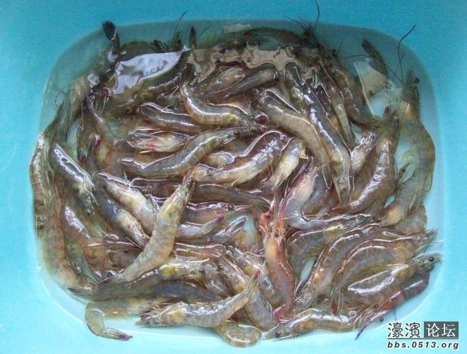 清水煮虾1.jpg
