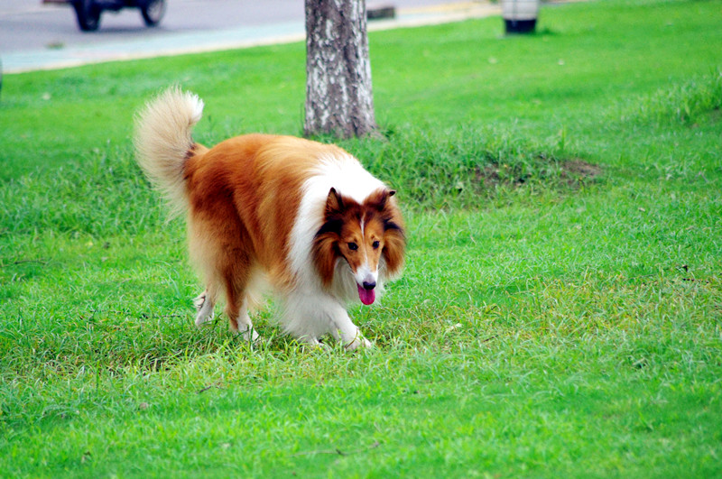 苏牧全身长毛雍容华贵