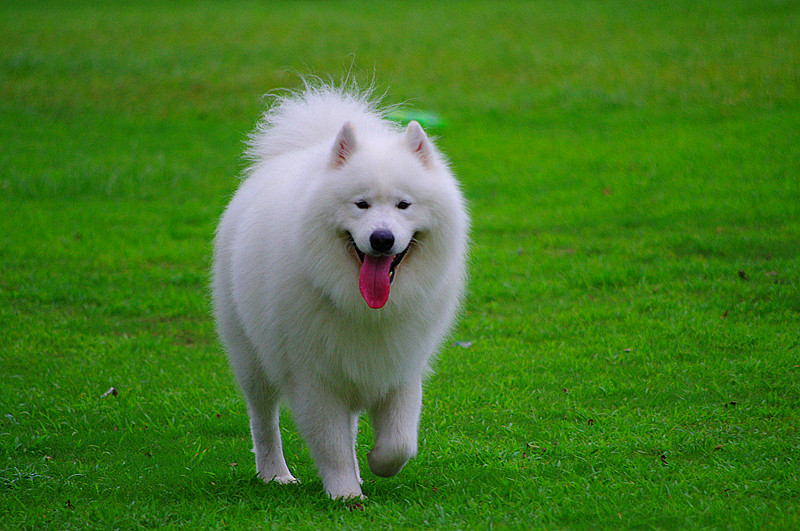 白色的萨摩耶轻盈如同一团棉花