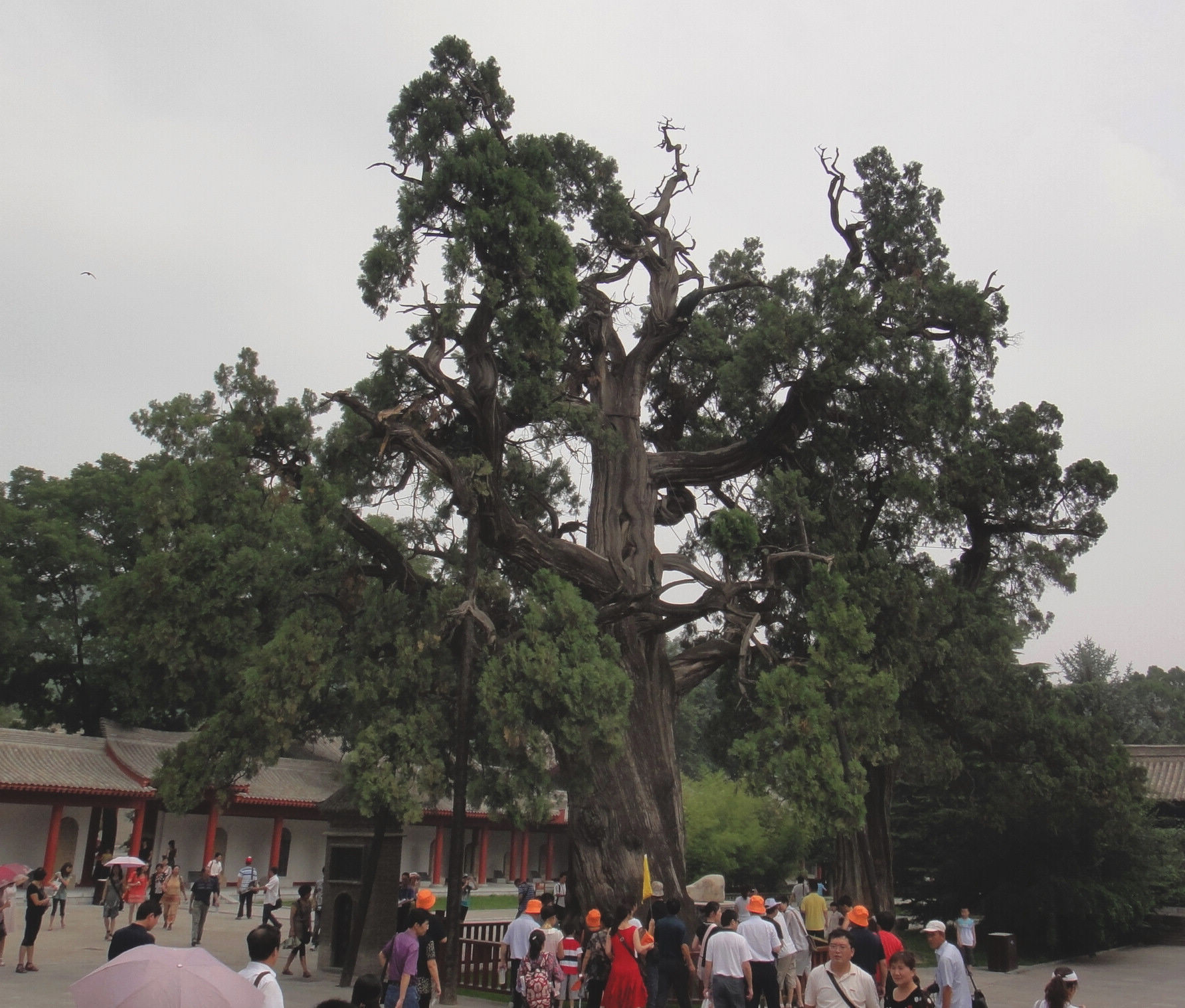 轩辕柏3000岁 相传为黄帝亲手栽植.JPG