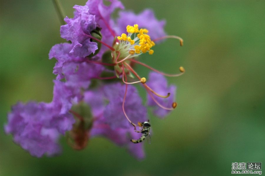 20110909紫薇 (1).jpg