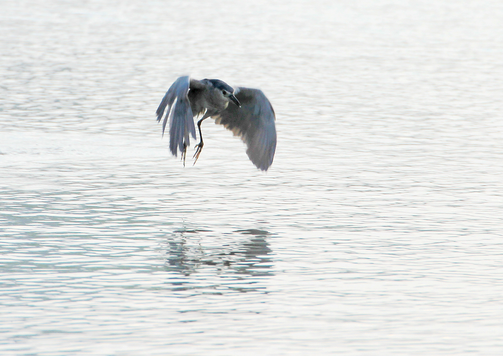 靠近水面张开翅膀，看准目标