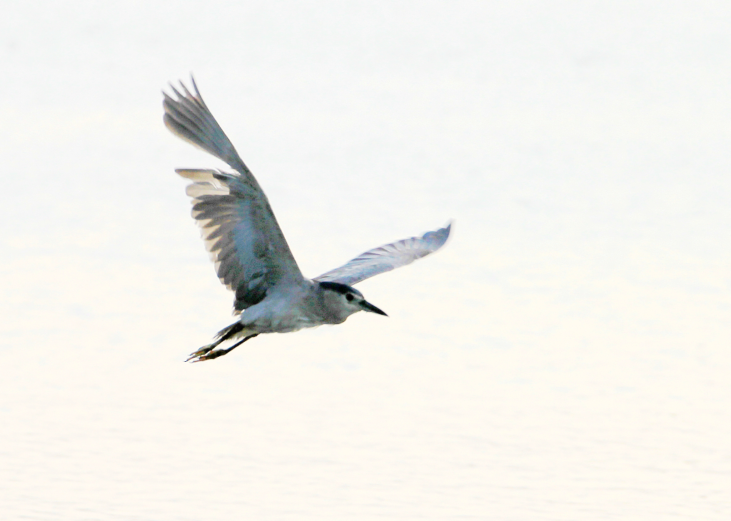 一条小鱼不够饱，飞走继续-----