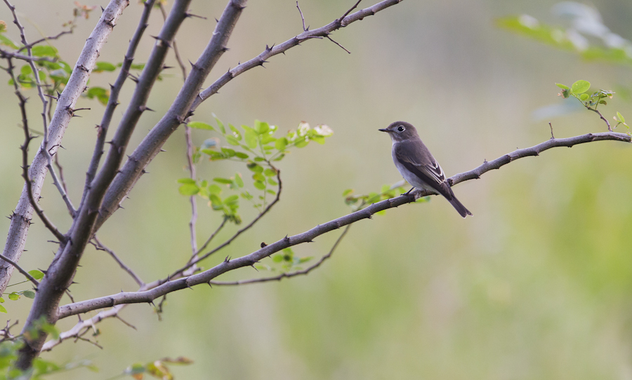 0730 北灰鹟-1.jpg