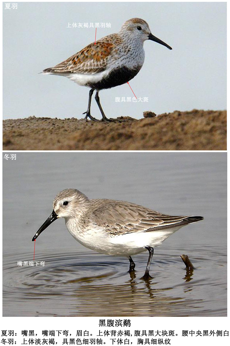 黑腹滨鹬.jpg