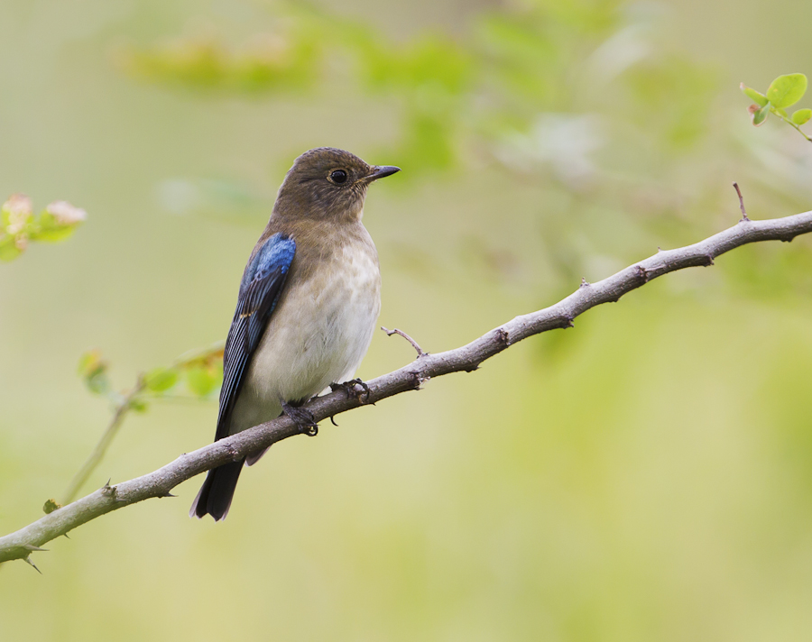 0745 白腹[姬]鹟(雄亚成).jpg