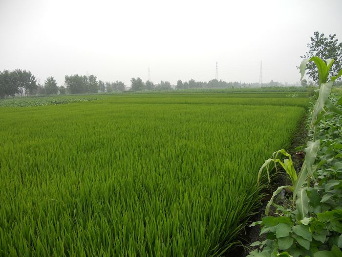 金沙金北村绿色稻田