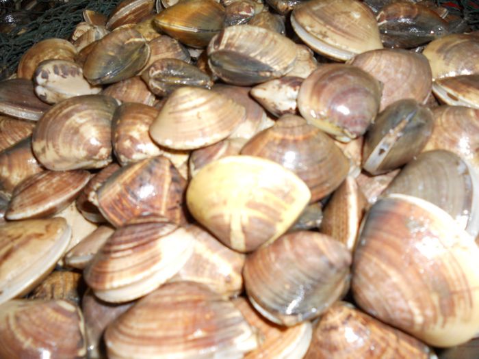 天下第一鲜--文蛤