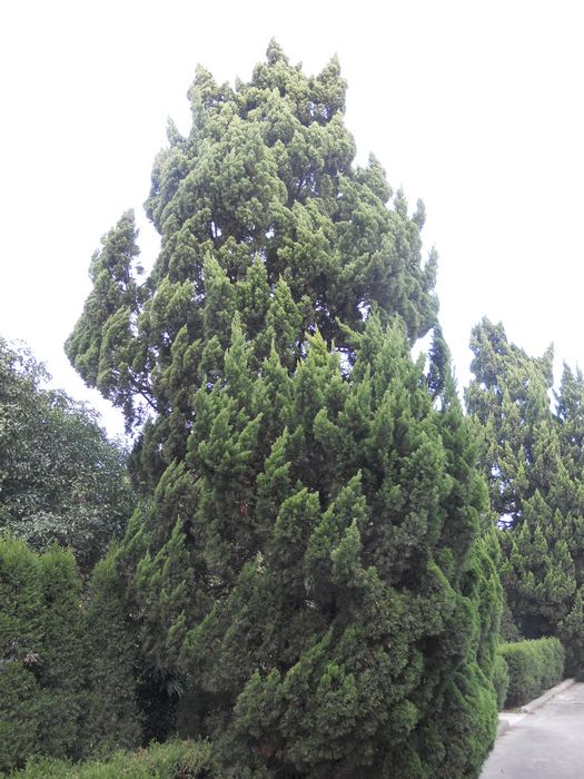 革命先烈与天地龙柏永生