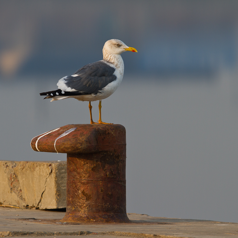 港口哨兵 - 灰林银鸥.jpg
