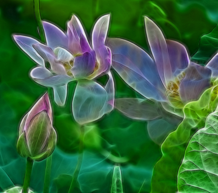 110.7金湖荷花荡 (172)0.JPG