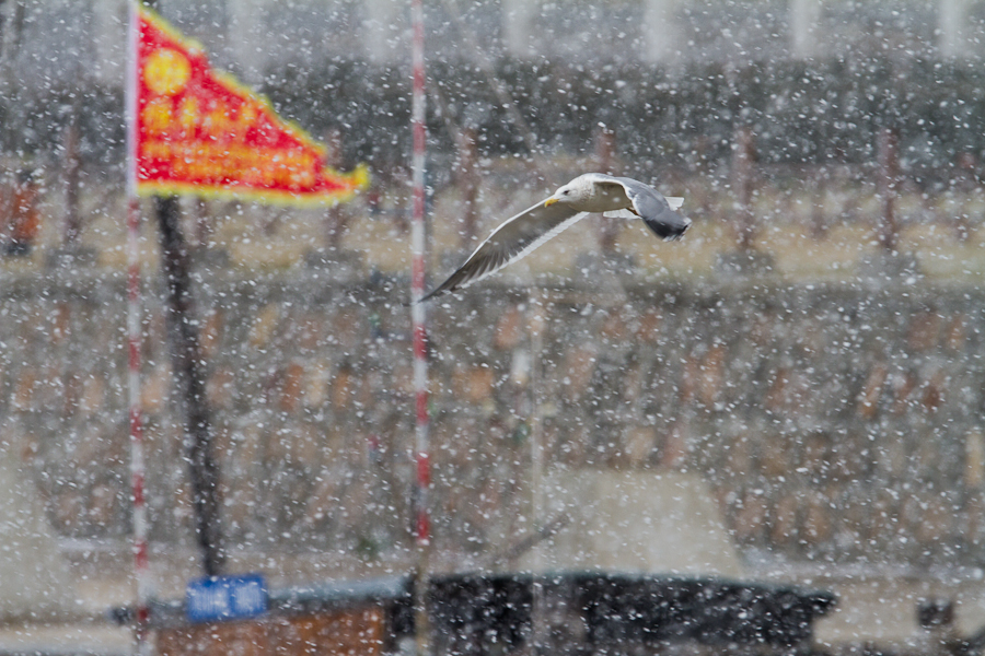 雪中自由自在飞翔的鸥.jpg