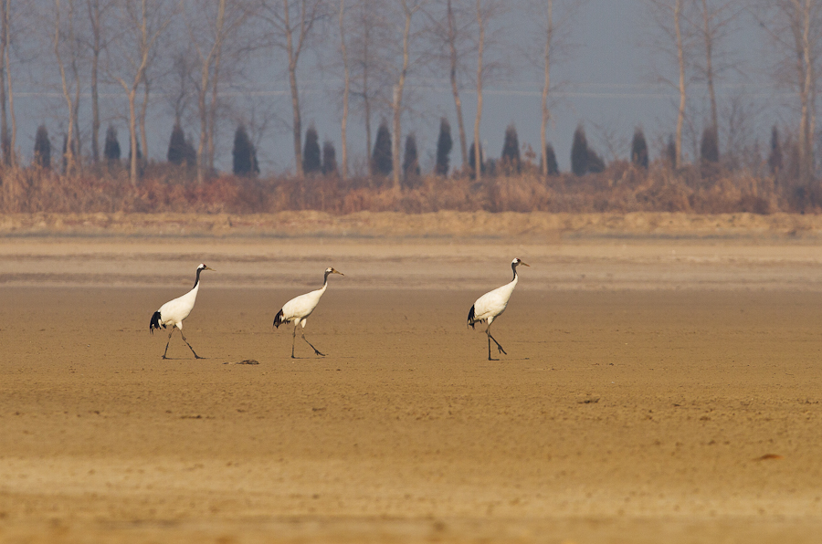 丹顶鹤-晨鹤2.jpg