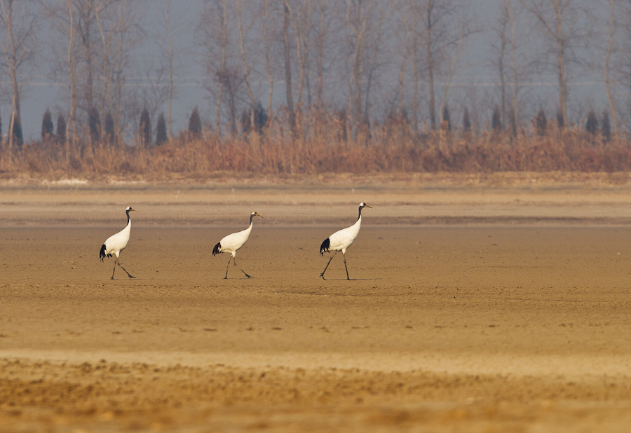 丹顶鹤-晨鹤3.jpg
