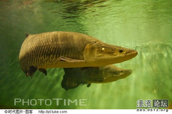 1巨骨舌鱼1.jpg