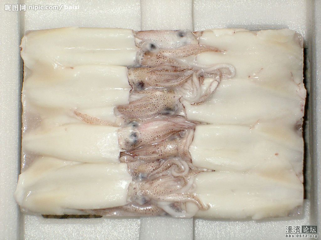 鱿鱼.jpg