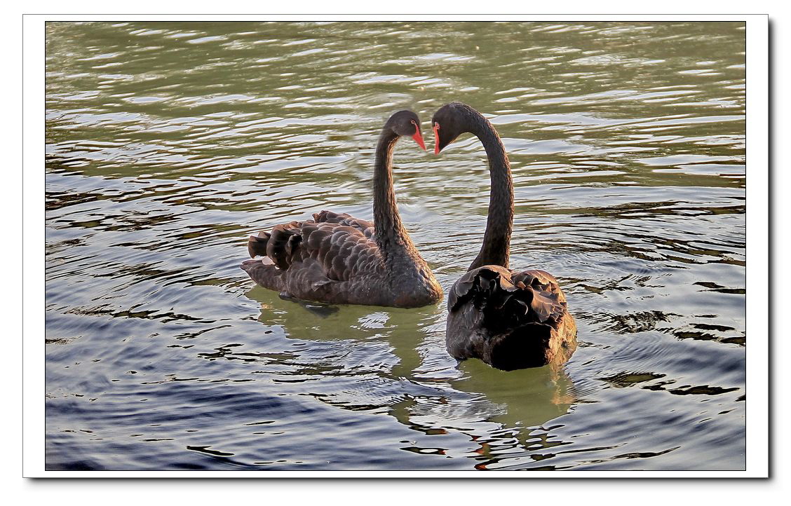 复件 (2) 天鹅.jpg