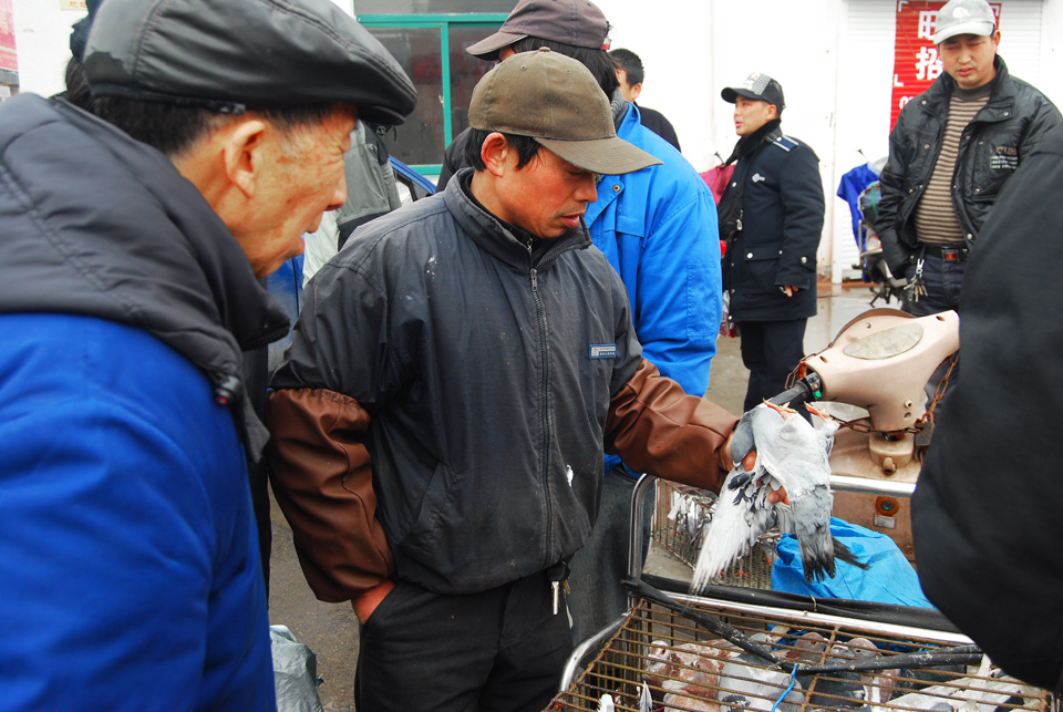 城市管理重头戏  鸽子市场迁淘宝城交易 (2).jpg