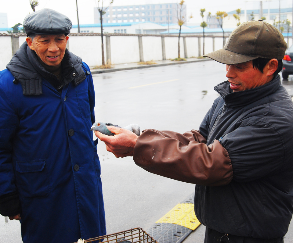 城市管理重头戏  鸽子市场迁淘宝城交易 (4).jpg