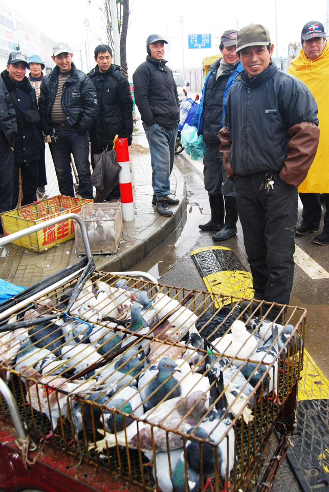 城市管理重头戏  鸽子市场迁淘宝城交易 (5).jpg