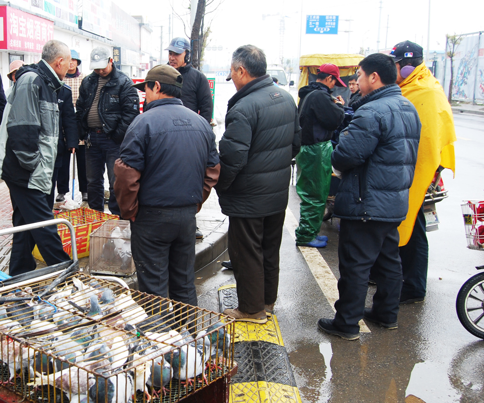 城市管理重头戏  鸽子市场迁淘宝城交易 (7).jpg
