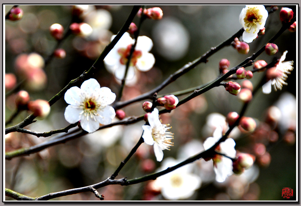 梅花8.jpg