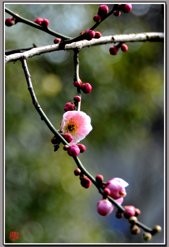 梅花2.jpg