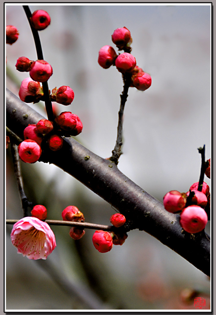 梅花5.jpg
