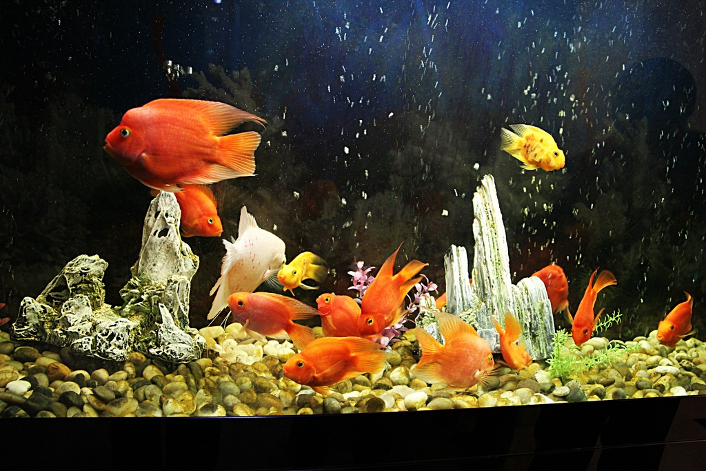 热带鱼1.jpg