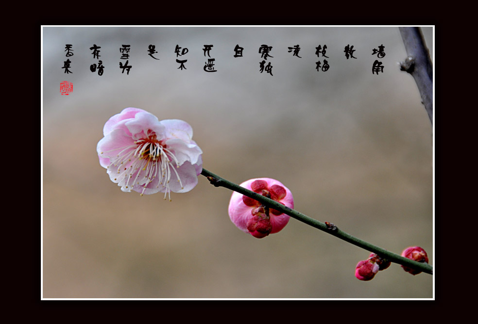 梅花小品1.jpg