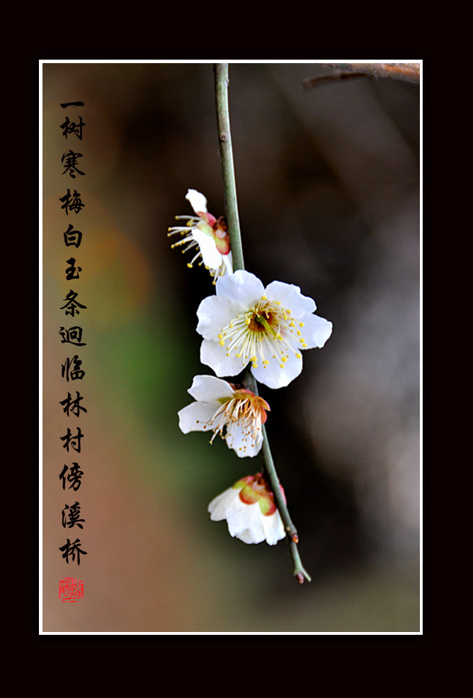 梅花小品3.jpg