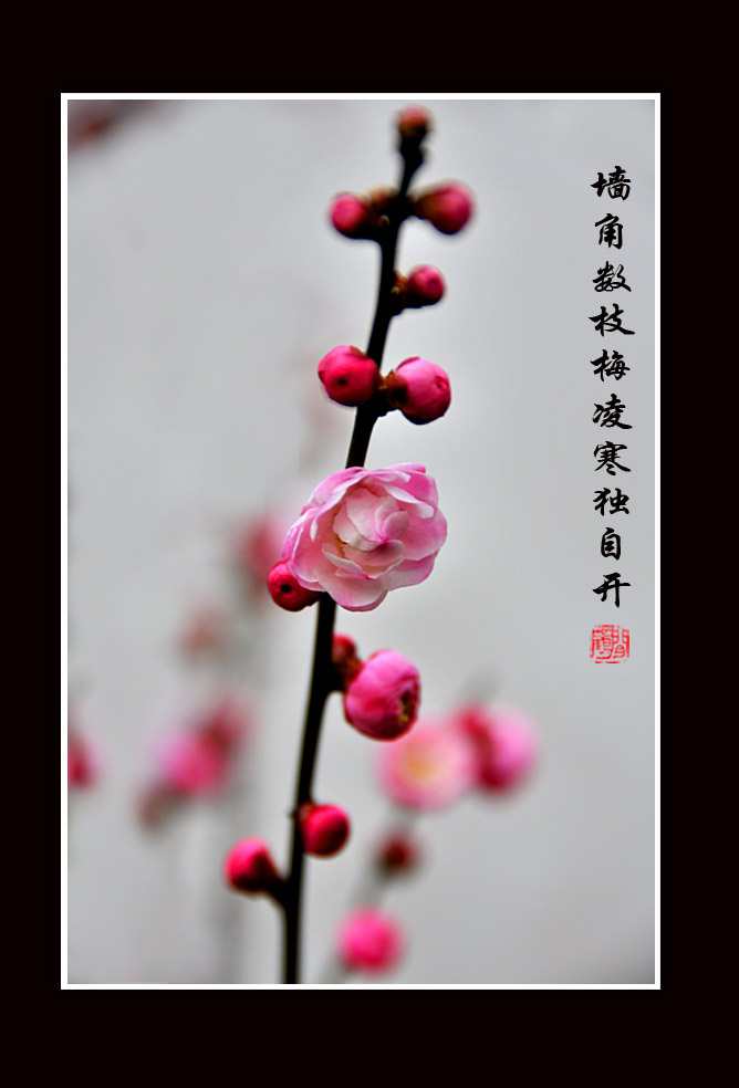 梅花小品7.jpg
