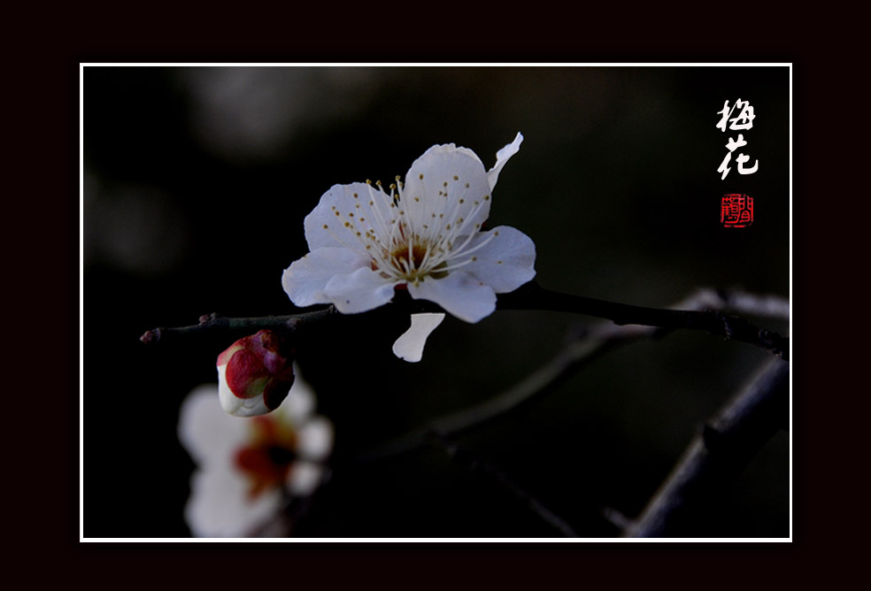 梅花小品6.jpg