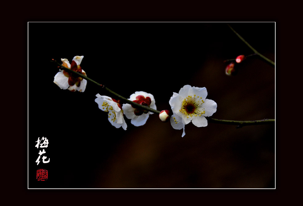 梅花小品5.jpg