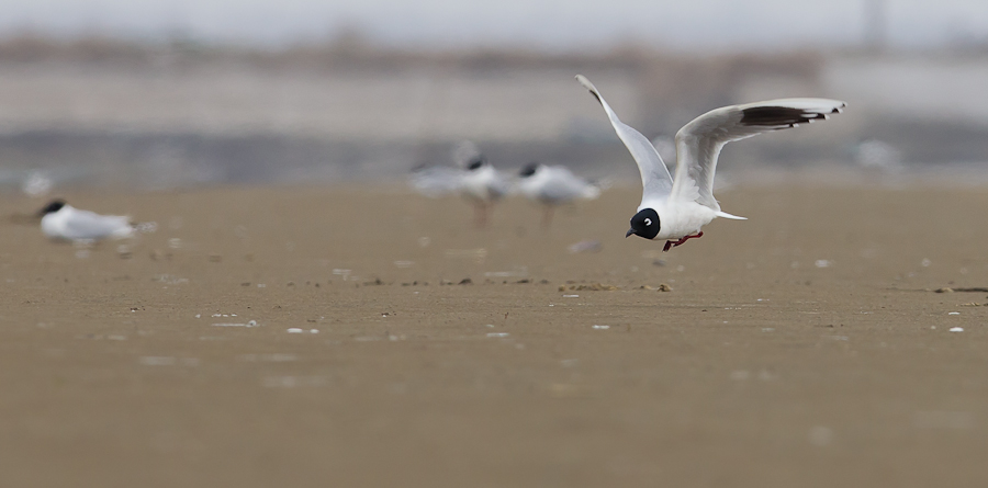 黑嘴鸥1.jpg
