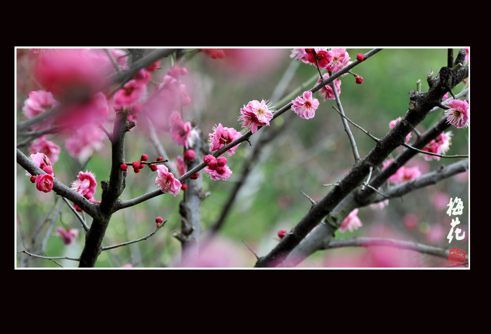 梅花5.jpg