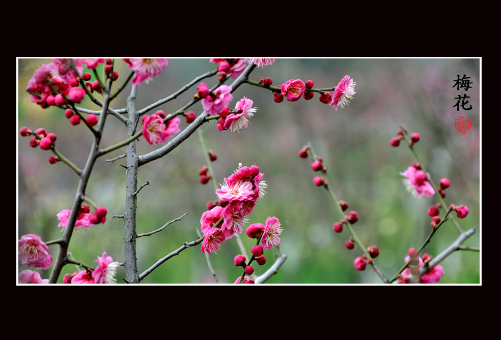 梅花7.jpg