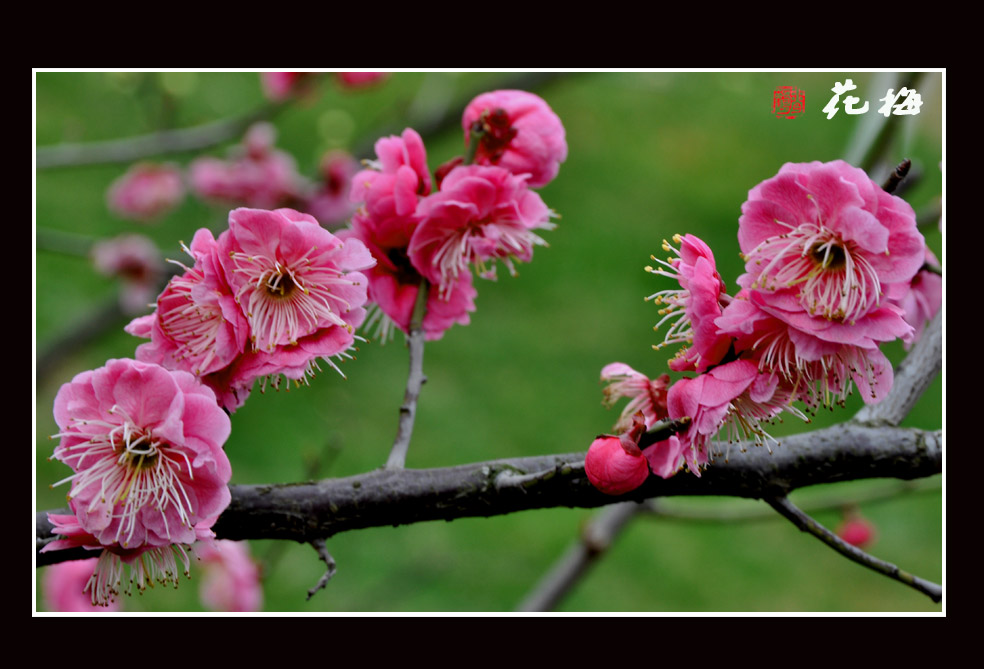梅花8.jpg