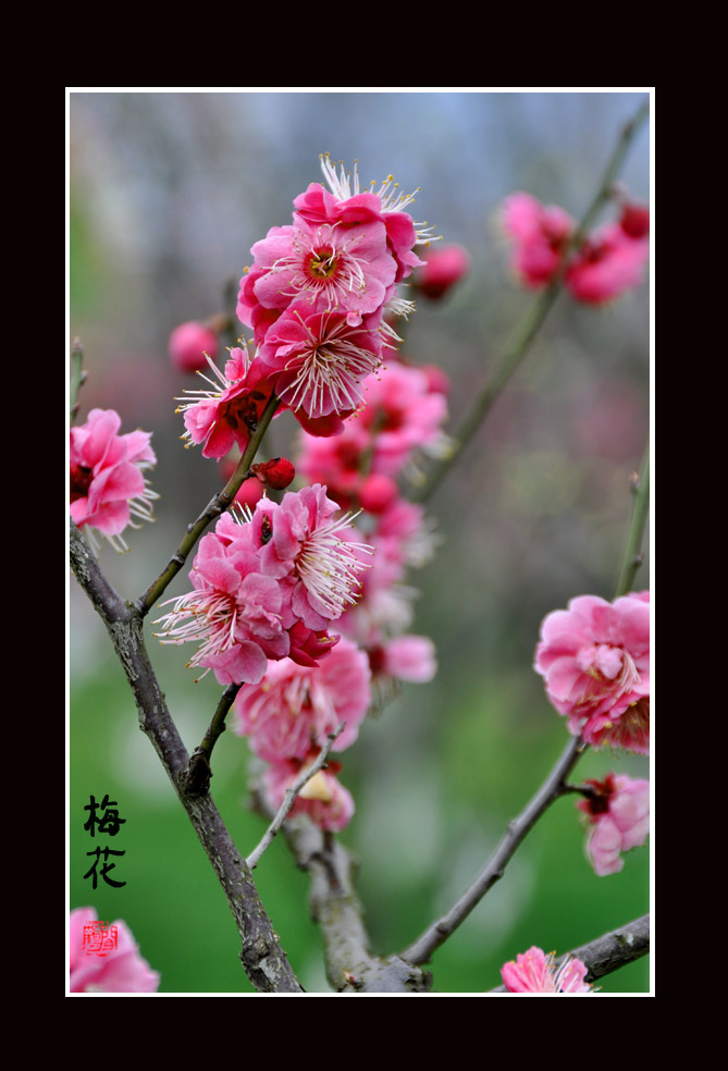 梅花9.jpg