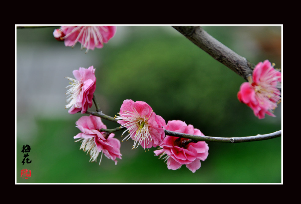 梅花10.jpg